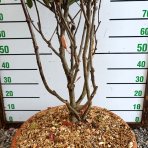 Červienka Fraserova (Photinia × fraseri) ´RED ROBIN´ - výška 110-120 cm, kont. C40L VIACKMENNÝ BONSAJ